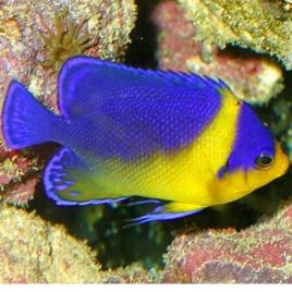 Paracentropyge venustus élevage 3-4 cm