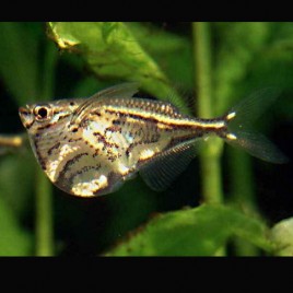 Carnegiella Strigata - Poisson Hachette Marbré