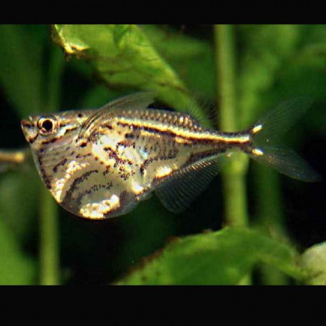 Carnegiella Strigata - Poisson Hachette marbrés lot de 2 10,00 €