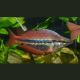 Melanotaenia Trifasciata "Rivière Blyth" 4-5cm  