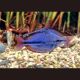 Melanotaenia Trifasciata "Rivière Cato" 4-5cm lot de 5 49,50 €