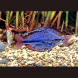 Melanotaenia Trifasciata "Rivière Cato" 4-5cm lot de 5 49,50 €