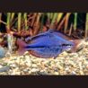 Melanotaenia Trifasciata "Rivière Cato" 4-5cm lot de 5