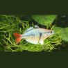 Melanotaenia Sp Kali Tawa 4-5cm lot de 2