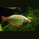 Melanotaenia herbertaxelrodi Lac Tebera 4-5cmlot de 2