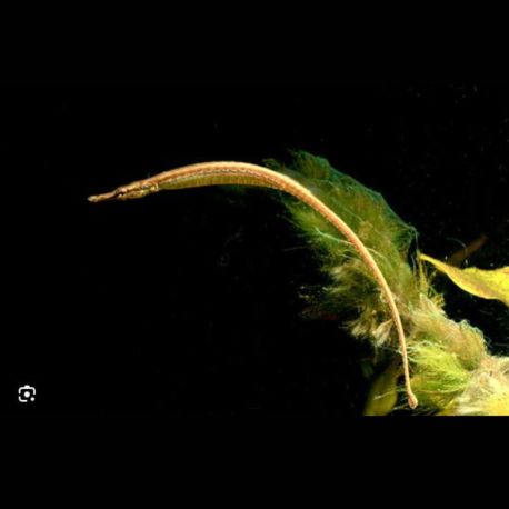 Dorychthys Martensii 8-10cm 14,50 €