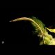 Dorychthys Martensii 8-10cm lot de 2 27,50 €