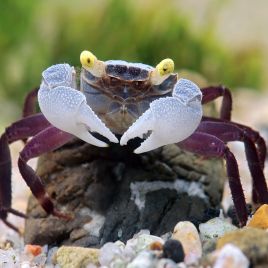 COUPLE CRABE VAMPIRE "Geosesarma dennerle"