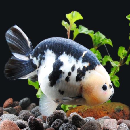Ranchu panda 10 cm