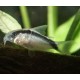 Corydoras Arcuatus 5-6cm                 
