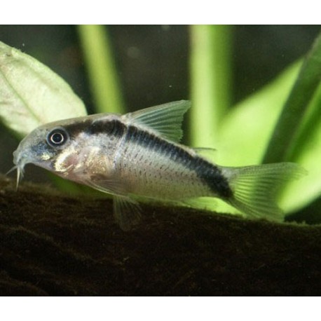 Corydoras Arcuatus 5-6cm                 