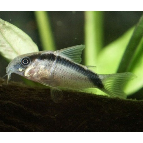 Corydoras Arcuatus 5-6cm          8,50 €