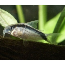 Corydoras Arcuatus 5-6cm lot de 2                