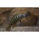 Eretmodus Cyanostictus 5-6cm 19,50 €