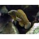 Eretmodus Cyanostictus 5-6cm 19,50 €