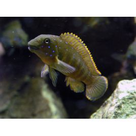 Eretmodus Cyanostictus 5-6cm 