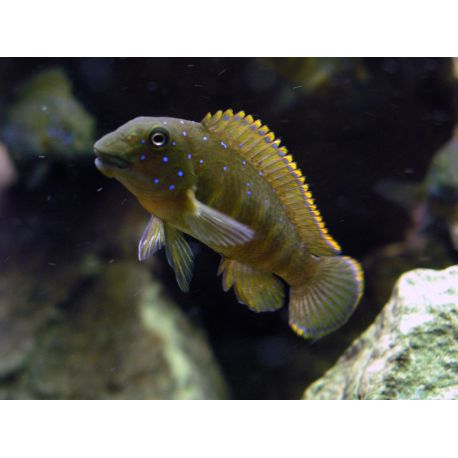 Eretmodus Cyanostictus 5-6cm 19,50 €