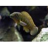 Eretmodus Cyanostictus 5-6cm