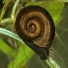 Escargot nettoyeur d’eau douce planorbe brun