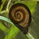 Escargot nettoyeur d’eau douce planorbe brun lot de 3