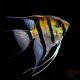 Pterophyllum rio negro 5-6 cm lot de 5