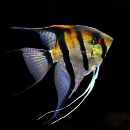 Pterophyllum rio negro 5-6 cm lot de 5
