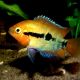 Herotilapia multispinosa 4-6cm
