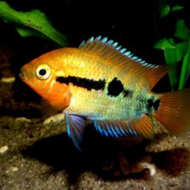 Herotilapia multispinosa 4-6cm