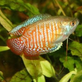 Colisa trichogaster Lalius néon 3-4cm couple