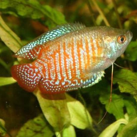 Colisa trichogaster Lalius néon 3-4cm couple