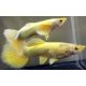 lot de 5 femelles guppys platinum gold 