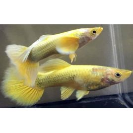 lot de 5 femelles guppys platinum gold 