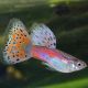 lot de 5 guppy grasstail pink mâles uniquement
