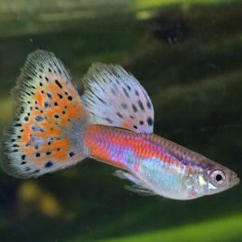 lot de 5 guppy grasstail pink mâles uniquement