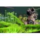 Aquatic Nature Forest n°7