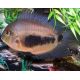 Uaru Amphiacanthoides4-5 cm le lot de 5