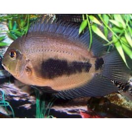 Uaru Amphiacanthoides4-5 cm le lot de 5