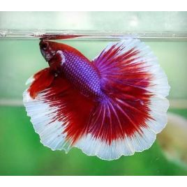 Bettas mâles lavender dumbo - splendens lavender dumbo