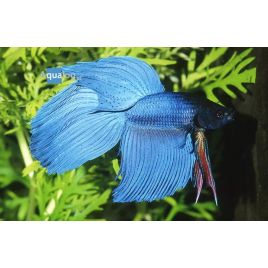 Betta Splendens Mâle-Combattant Bleu