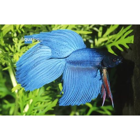Betta Splendens Mâle-Combattant bleu