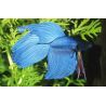 Betta Splendens Mâle-Combattant Bleu