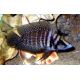 Altolamprologus calvus Black pearl 3-4cm lot de 2