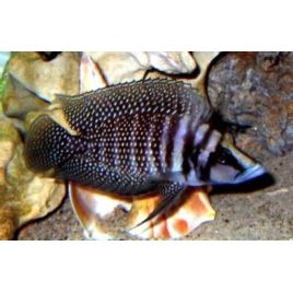 Altolamprologus calvus Black pearl 3-4cm lot de 2