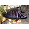 Altolamprologus calvus Black pearl 3-4cm lot de 2