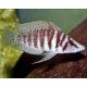 Altolamprologus calvus 3-4cm lot de 2 