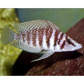 Altolamprologus calvus 3-4cm lot de 2 