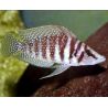 Altolamprologus calvus 3-4cm lot de 2