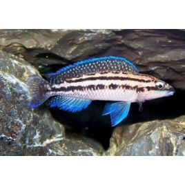 Julidochromis Dickfeldi 4-6cm lot de 5