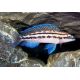 Julidochromis Dickfeldi 4-6cm lot de 2