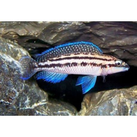 Julidochromis Dickfeldi 4-6cm lot de 2